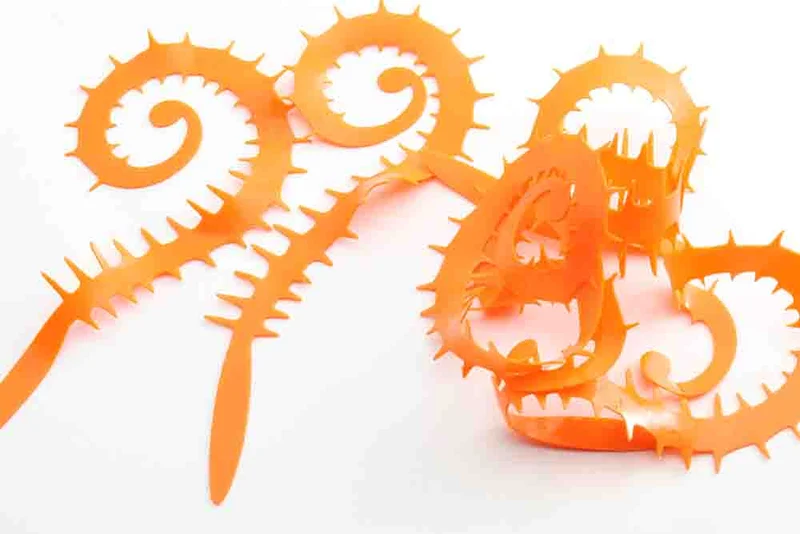Stachelige Rolla-Schwänze - Orange