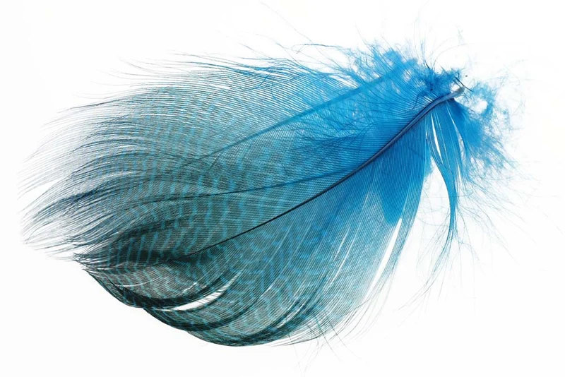 Teal Flankenfedern - Eisvogelblau