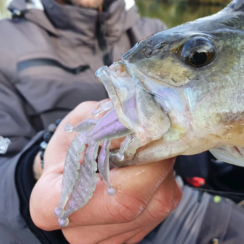 Senshu Asuka Craw – Creature Bait für Barsch, Zander & Schwarzbarsch